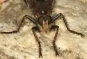 Proctacanthus philadelphicus - photo 4