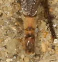 Proctacanthus philadelphicus - photo 5
