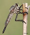 Proctacanthus rodecki