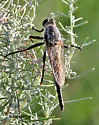 Proctacanthus rodecki - photo 2