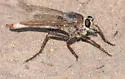 Proctacanthus rodecki - photo 4