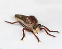 Proctacanthus rufus