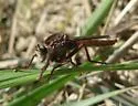 Proctacanthus rufus - photo 2