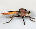 Proctacanthus rufus - photo 3