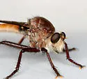 Proctacanthus rufus - photo 4