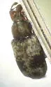 Proctorus decipiens - photo 2
