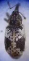Proctorus decipiens - photo 3