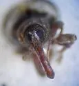 Proctorus decipiens - photo 4