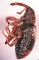 Proctorus decipiens - photo 5