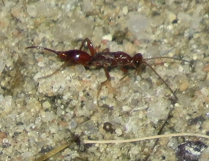 Proctotrupes caudatus - photo 3