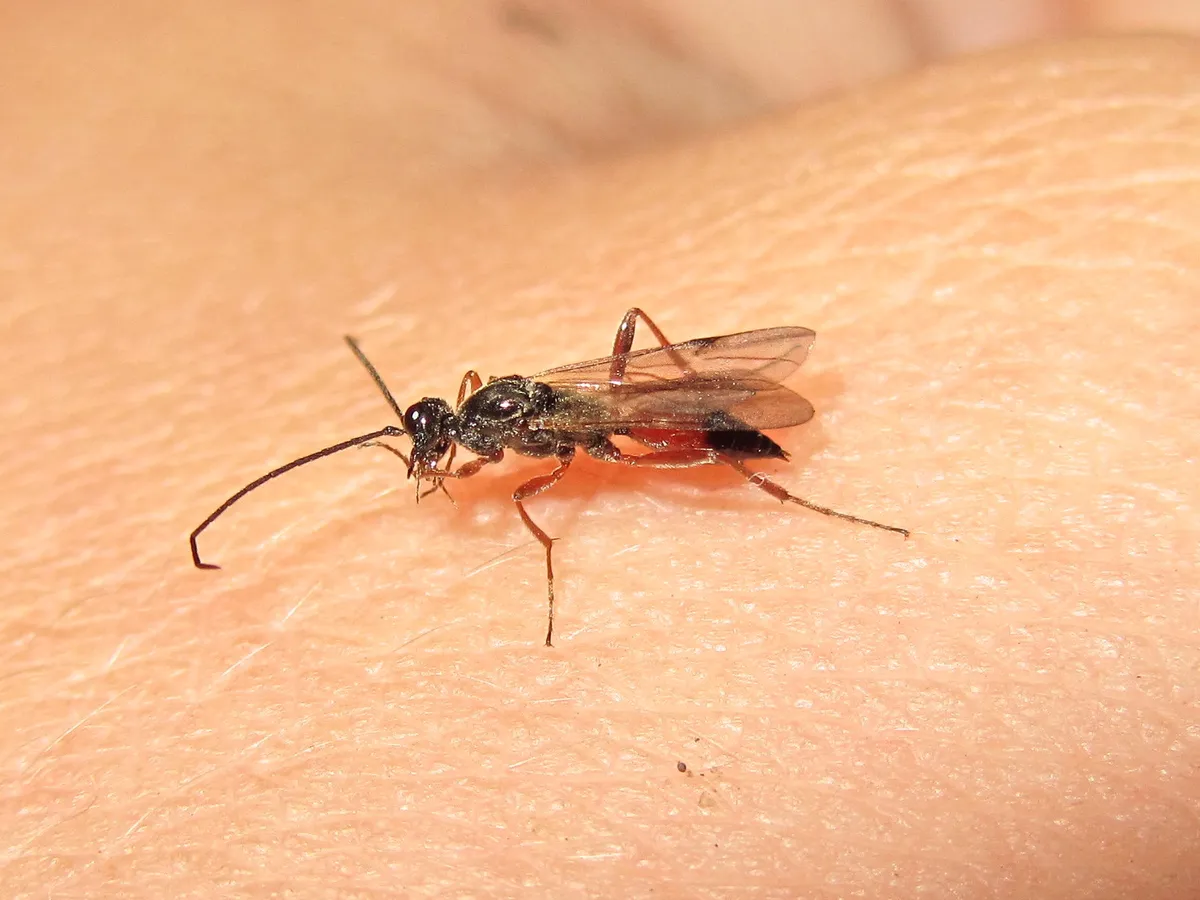 Proctotrupes gravidator