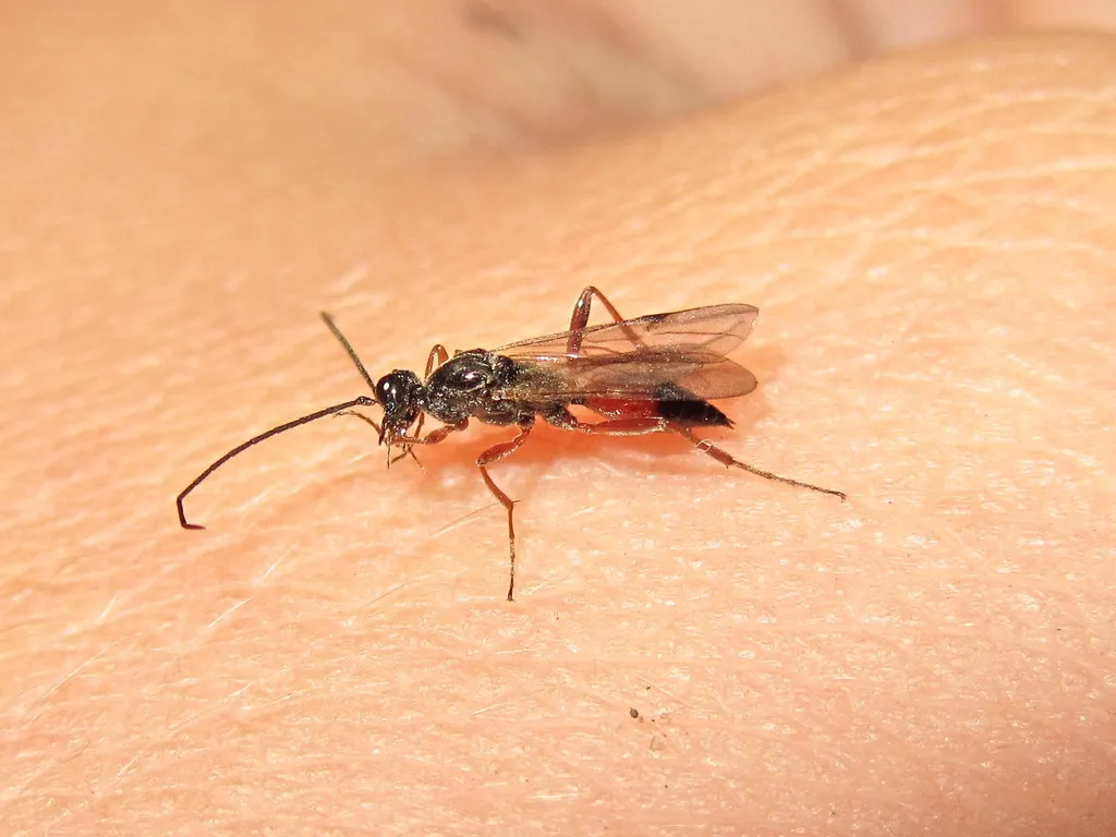 Proctotrupes gravidator - photo 2