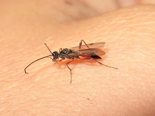 Proctotrupes gravidator - photo 3