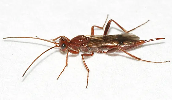 Proctotrupes pallidus - photo 3