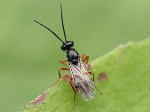 Proctotrupidae - Proctotrupidae