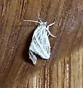 Procymbopteryx belialis - Hodges#4803