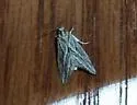 Procymbopteryx belialis - Hodges#4803 - photo 2