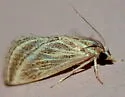 Procymbopteryx belialis - Hodges#4803 - photo 3