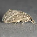 Procymbopteryx belialis - Hodges#4803 - photo 4