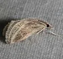 Procymbopteryx belialis - Hodges#4803 - photo 5
