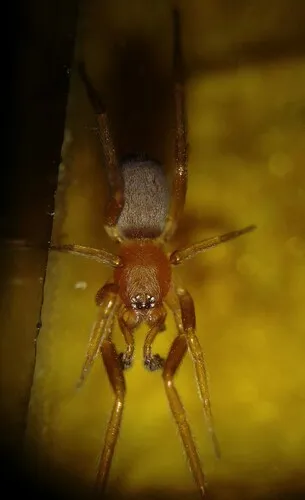 Prodidomus rufus