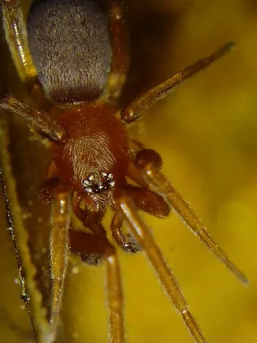 Prodidomus rufus - photo 4