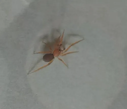 Prodidomus rufus - photo 5