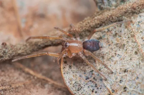 Prodidomus rufus - photo 6