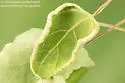 Prodiplosis morrisi - Prodiplosis morrisi