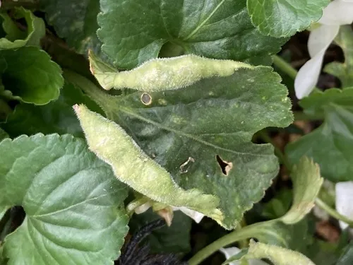 Prodiplosis violicola