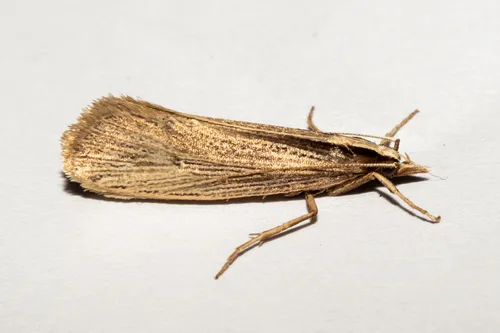Proditrix megalynta - photo 4