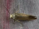 Prodoxus aenescens - Hodges#0208