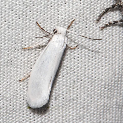 Prodoxus decipiens - Hodges#0200.1