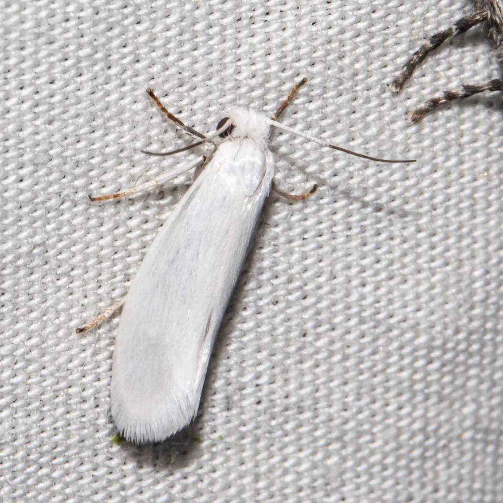 Prodoxus decipiens - Hodges#0200.1 - photo 2