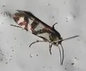 Prodoxus mapimiensis - Hodges#208.7
