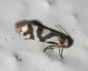 Prodoxus mapimiensis - Hodges#208.7 - photo 2