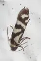 Prodoxus mapimiensis - Hodges#208.7 - photo 3