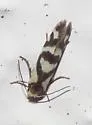 Prodoxus mapimiensis - Hodges#208.7 - photo 4