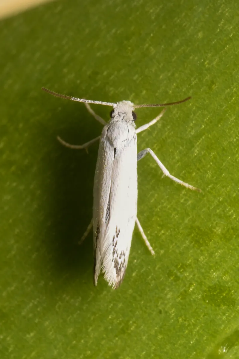 Prodoxus marginatus - Hodges#0205