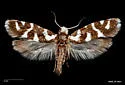 Prodoxus phylloryctus - Hodges#0202.2