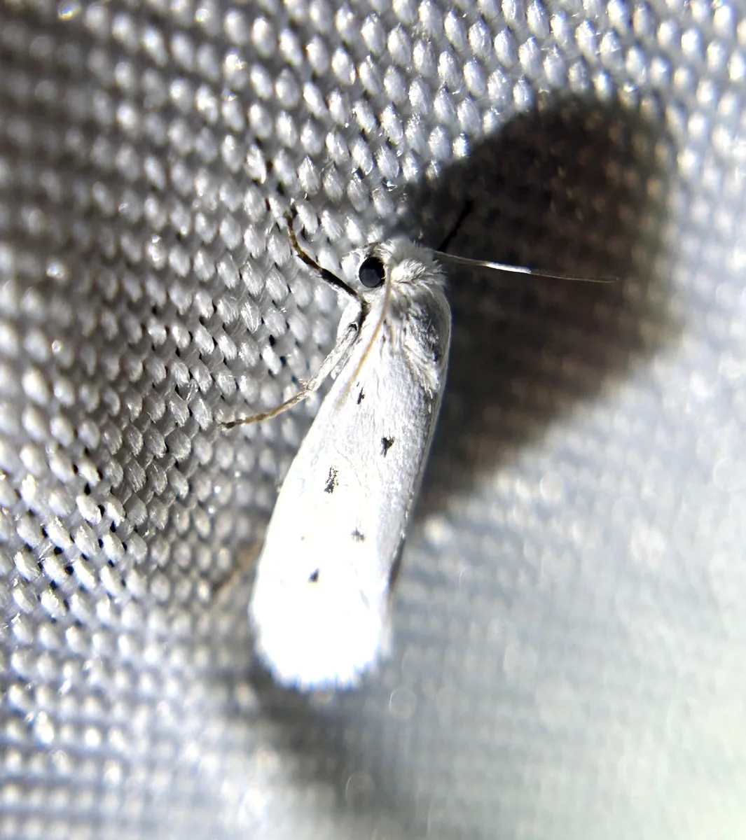 Prodoxus quinquepunctella - Hodges#0200 - photo 2