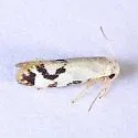 Prodoxus sonorensis - Hodges#0208.2