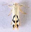 Prodoxus sonorensis - Hodges#0208.2 - photo 2