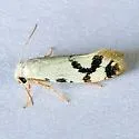 Prodoxus sonorensis - Hodges#0208.2 - photo 3