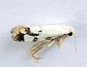 Prodoxus sonorensis - Hodges#0208.2 - photo 4