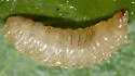 Hawthorn Leaf Miner - Profenusa canadensis