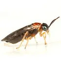 Hawthorn Leaf Miner - photo 2