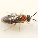 Hawthorn Leaf Miner - photo 3
