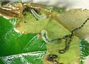Hawthorn Leaf Miner - photo 4
