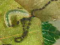 Hawthorn Leaf Miner - photo 5